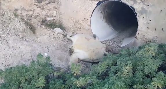 When he first found this poor creature, he thought it was already dead.