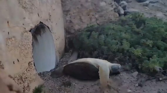 Then he saw it blinking and struggling to turn itself over. He knew he needed to do something.