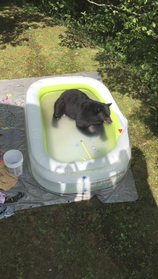 The cutie even decided to play with some pool toys. Why not?