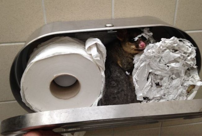 In February 2016, park rangers at the at Yarra Bend Park in Melbourne, Australia, were greeted by the sight of a possum nestled inside a toilet paper dispenser in a restroom. They were able to safely remove and relocate the little guy to a box attached to a tree.