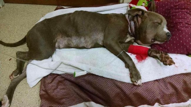 After being freed and undergoing surgery to repair her neck, Roxanne spent some much-needed time resting and healing.