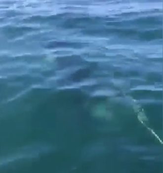 ...slapped the bow with its tail, grabbed their line...