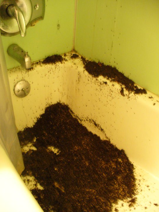 When your bathroom ceiling caves in and millions of ants (and their eggs) come pouring out into the tub.