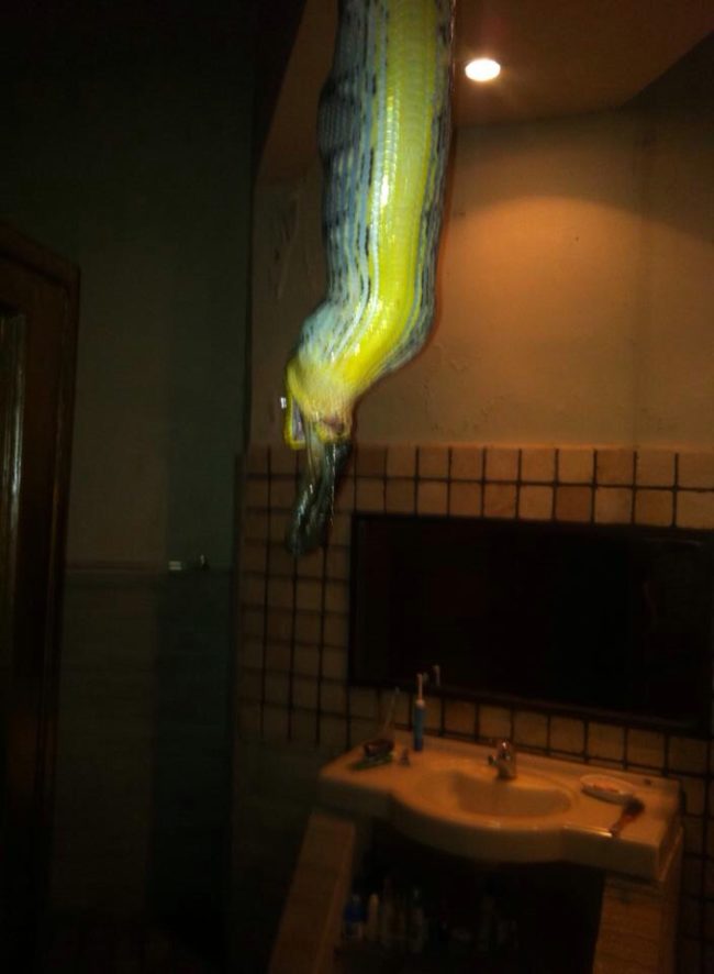 "This thing fell through my uncle's bathroom ceiling, regurgitated his cat, then escaped back up through the roof. He lives in Bali."