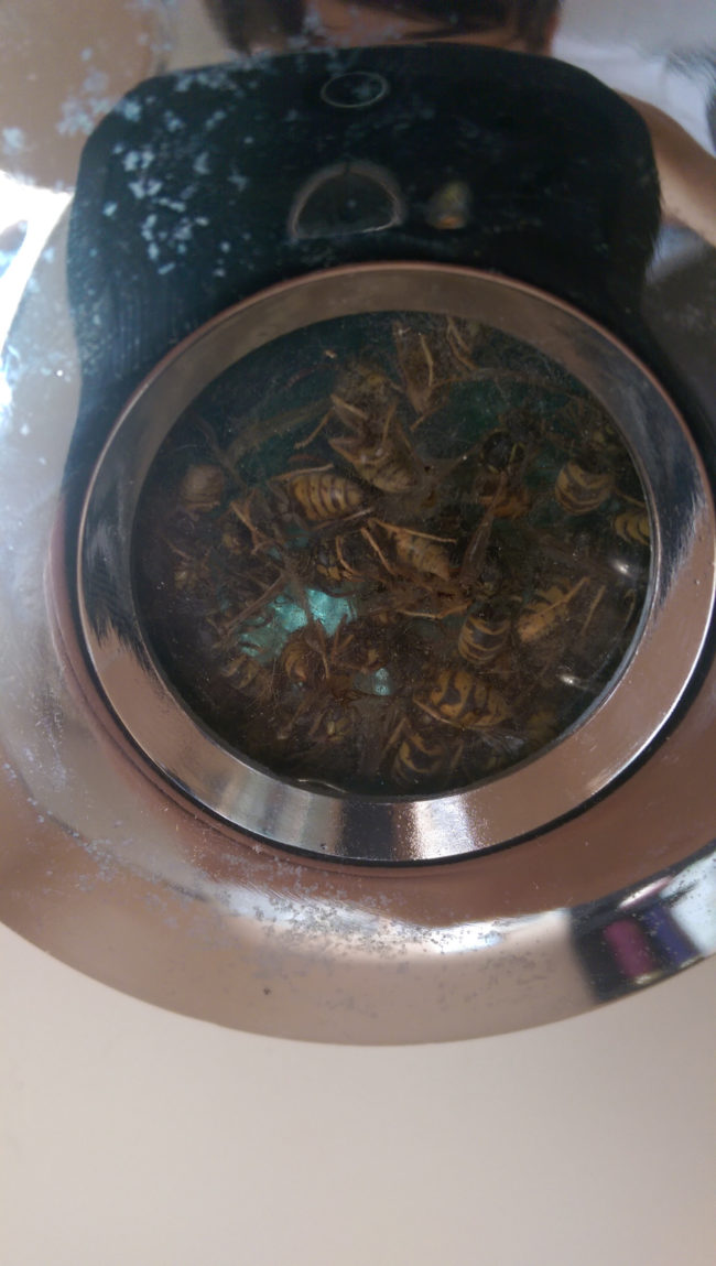 "Was wondering why one of the bathroom lights wasn't shining as bright as the others. Went to look and...nope."