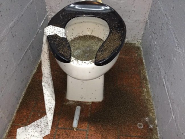 That's a million mosquitoes too many.