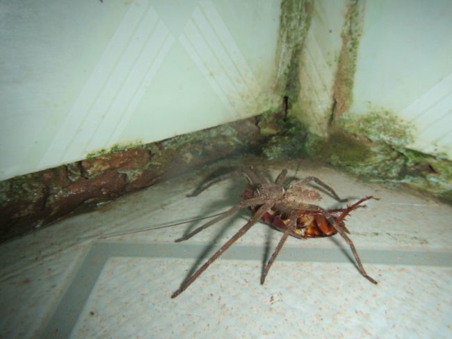 As if cockroaches weren't bad enough...