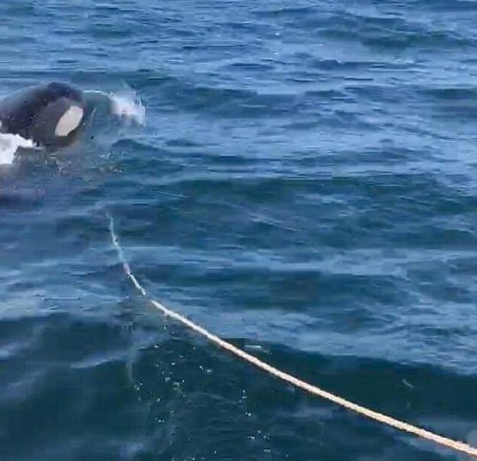 ...and only stopped when it swam away with their anchor.