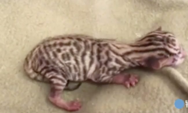 Sadly, one of them didn&rsquo;t survive. As of now, the other is being bottle fed every two hours and is spending most of its time in an incubator.