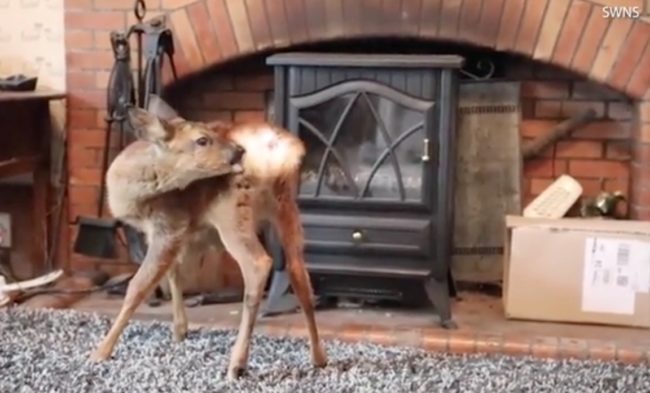 Even though she's very comfortable in the house, she actually spends most of her time outside. Eventually, she'll wander far enough away that she won't come back inside.