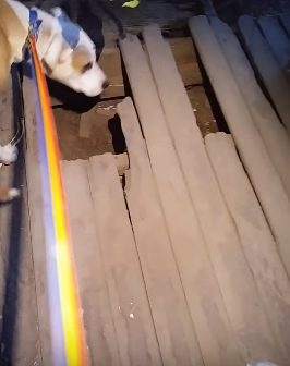 They eventually reached an abandoned farmhouse where the dog went inside and straight to a hole in the floor.