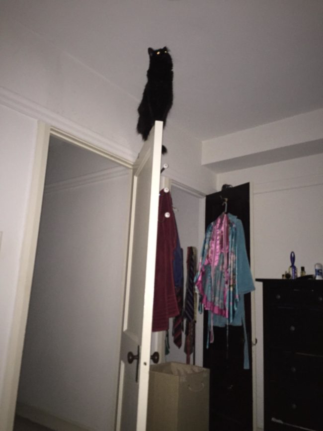 This kitty takes keeping watch over his owner at night a little too seriously.