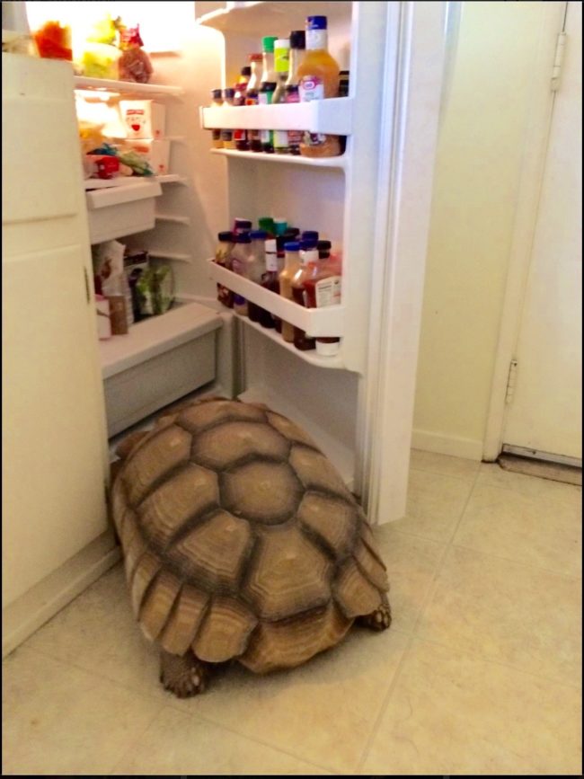"Don't mind me, just grabbing a midnight snack."