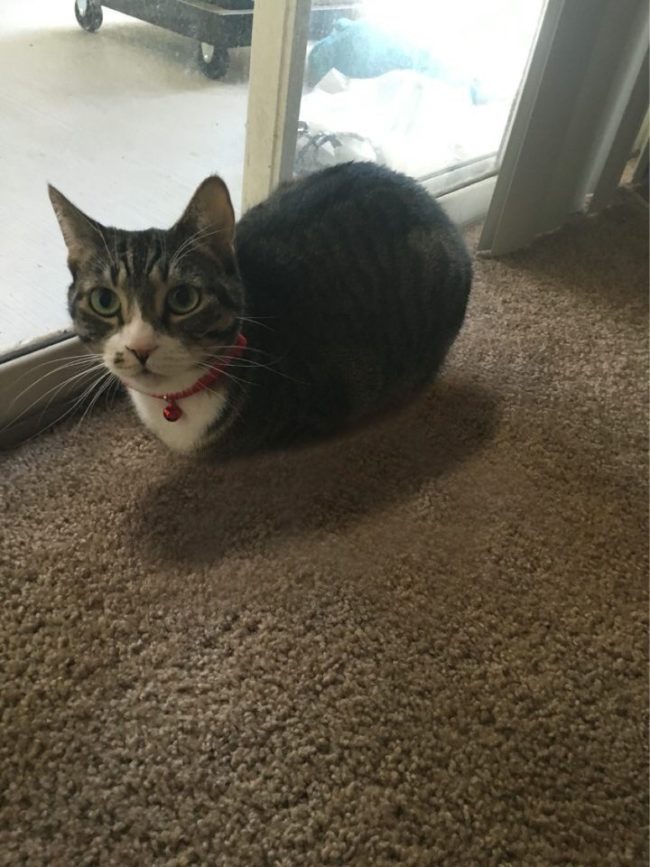 "Woke up this morning to a floating catloaf."