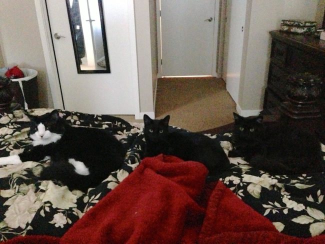 "I usually wake up around 9 a.m. to feed my cats. Woke up at 10 one day."