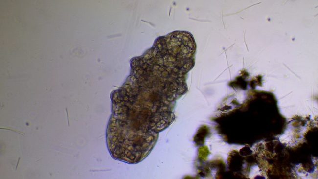 The tardigrade is also known as the "water bear" or the "moss piglet," and it's one of the toughest creatures on the planet.