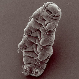 Now researchers are looking into tardigrade DNA to discover what makes them so strong. They also say it's far off but they're hoping to create a substance to preserve vaccines using tardigrade techniques.