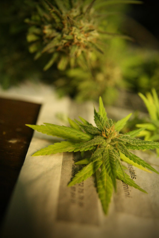 Herbal hemp has been used to treat dogs for a little while now, and some vets are suggesting that cannabis oil should enter the fold. 