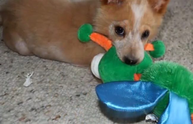 After his caring new parents adopted him, he didn't have any issues walking around on his stumps. When he got bigger, though, it became clear that he really needed more support for his legs.