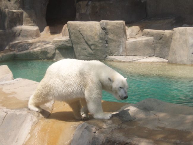 Polar bears both in captivity and in the wild are struggling to get by as things heat up.