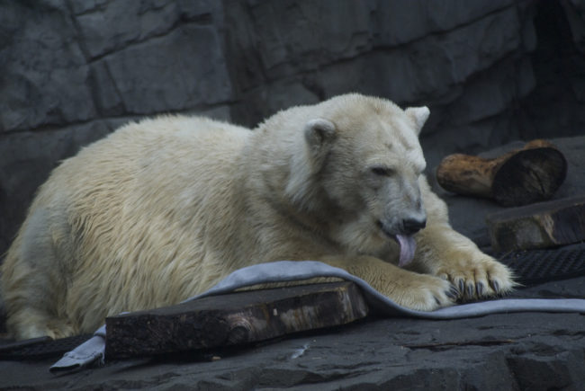 But because zoos in areas where temperatures rise can't exactly dump snow in their enclosures, they just have to do what they can to keep their tenants comfortable.