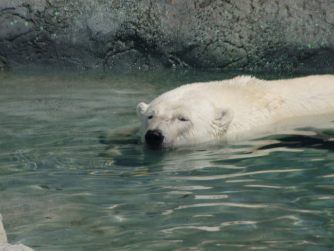 Diet also plays a role in how these bears deal with heat. At many zoos, polar bears are fed diets that are way lower in fat than their natural diets would be.