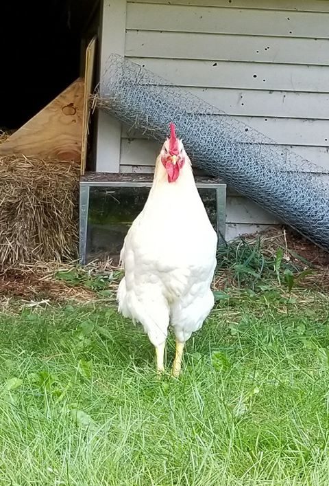 Denell's rooster is so obnoxious that she's deemed him an "asshole," and she has the story to back it up. 
