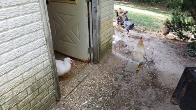 This includes some chickens, ducks, and one absolutely petulant rooster. 
