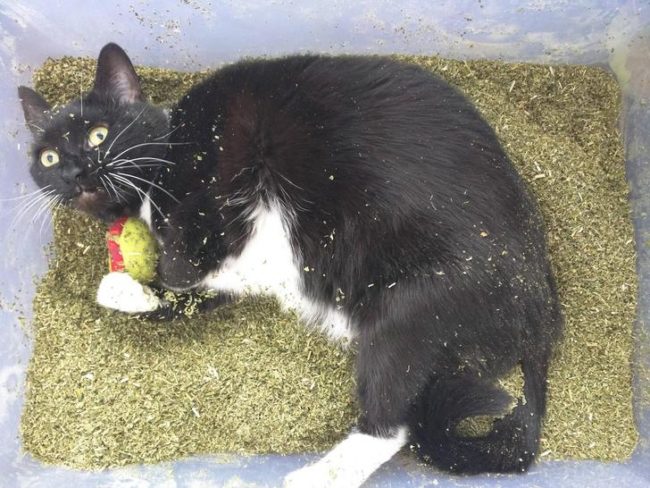 This cat was caught red-handed, but she's never gonna stop hitting the catnip.