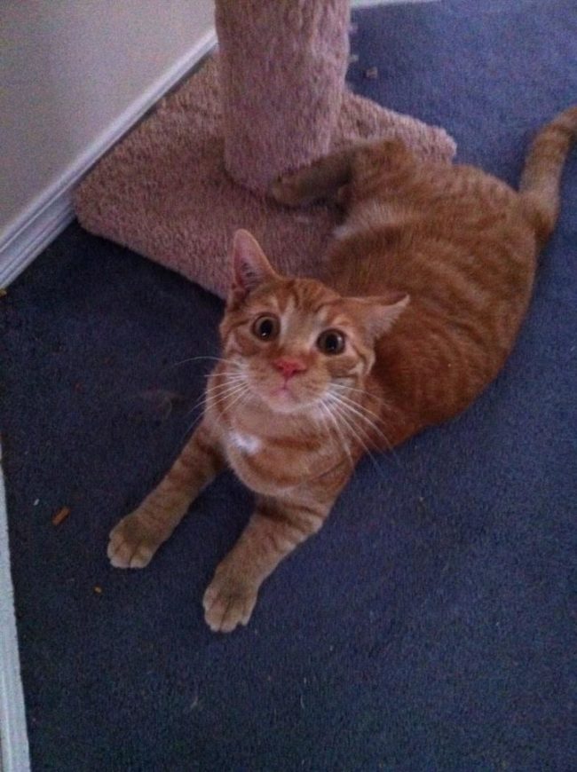 "I gave my cat Hobbes some catnip, called his name to take a picture, and THIS was the face he made."