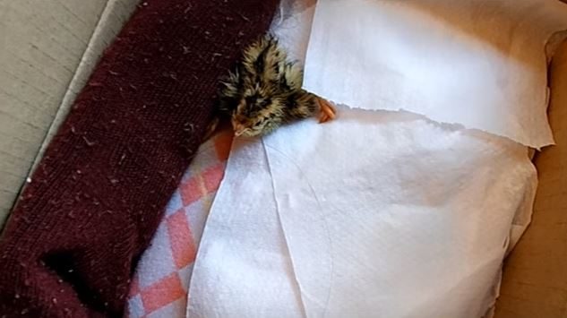After some time, Luna was more than a little taken aback when the egg actually hatched and a quail chick came out!