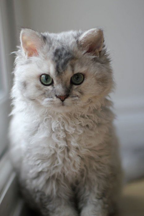 But what sets the Selkirk rex breed apart from all the rest is its unusual lineage.