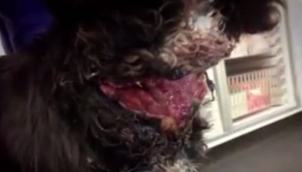 "I could not believe it," said White of the poor dog's gaping and infected neck wound.