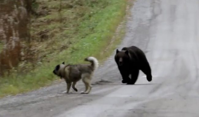 The dog and bear appeared to be playing a game of tag (we hope, at least).
