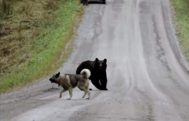 But before long, playtime was over as the bear chased the dog back into the woods.