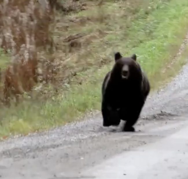 When the bear locked eyes the guys filming it, it charged right toward the group.