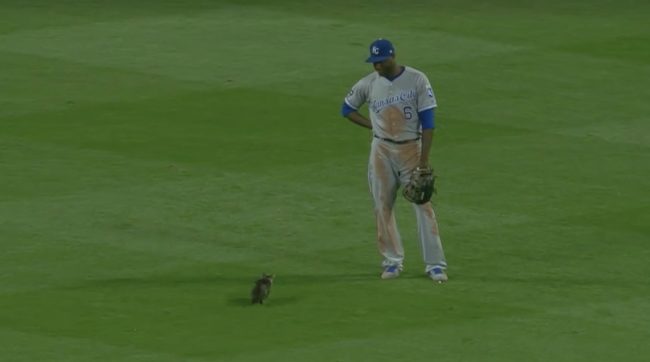 This baseball player is totally bemused by the situation. He's not even trying to catch her.