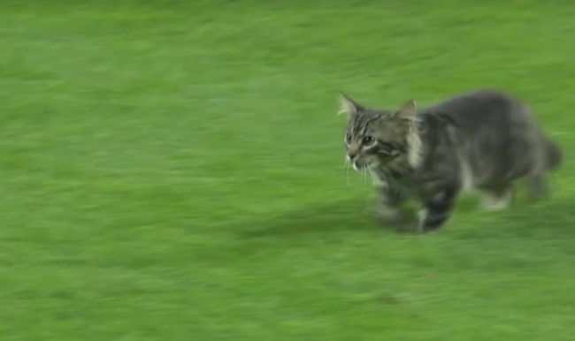 Look at this cutie, making a mad dash across the soft grass! Run, kitty, run!