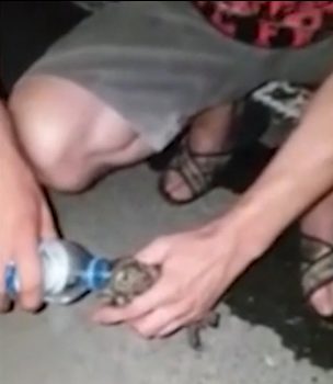 Then he splashed some water on its head, hoping to wake the bird up.