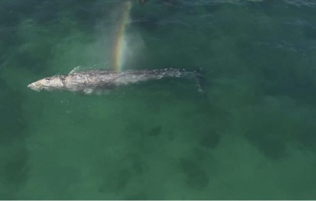 By early afternoon, however, the lost whale found his way back out to sea and began the trek toward Alaska.