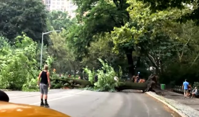 When Goldman saw the tree crashing down, she used her body to shield her two-year-old and four-year-old, who were sitting in a double stroller, and the baby strapped to her chest.