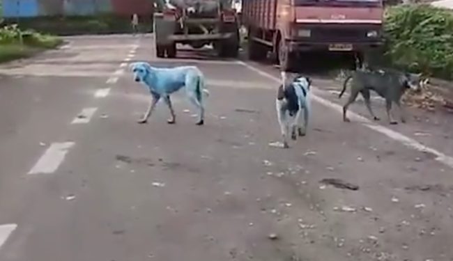 Animals often swim there in an effort to find scraps of food. Now that they're coming out blue, concerns about the pollution being pumped into the water are rising. 