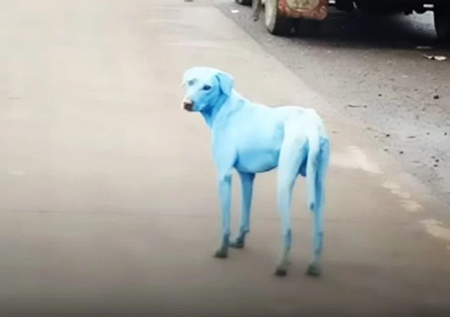 Over the years, there have been many complaints about the river, but locals say that only the stench has been reduced. The blue color could even be industrial dye used to make detergents. 