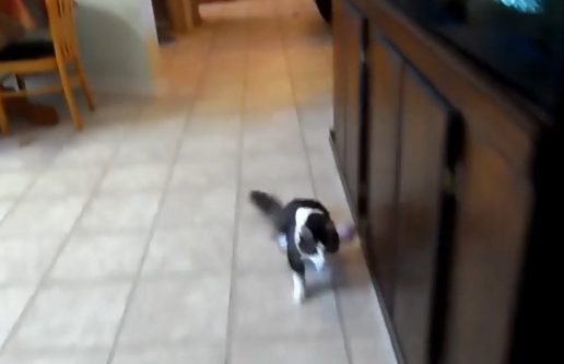 Back in 2012, Carrie Hawks found him as a kitten among other feral cats. When she brought him to a vet, he said he'd never seen anything like Anakin. But today, he walks and runs around just fine!