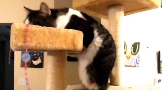 Hawks says he's not using wheels because that would stop him from climbing, but he may need them in the future.