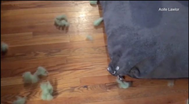 But which one of the pups was the culprit?