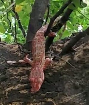 Eventually, the frustrated snake regurgitates the gecko it had eaten whole, but that's not the most incredible part.