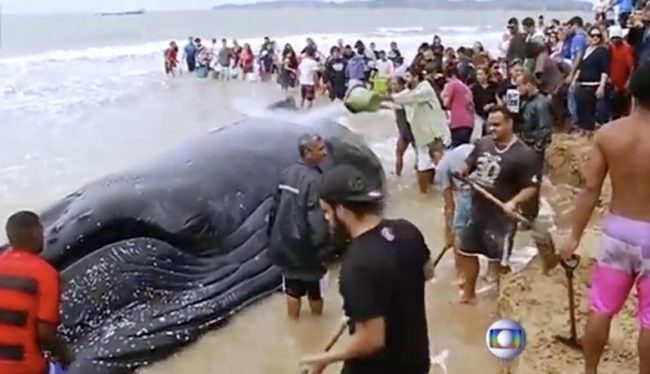 A human chain of people passing buckets of water to keep the whale alive.