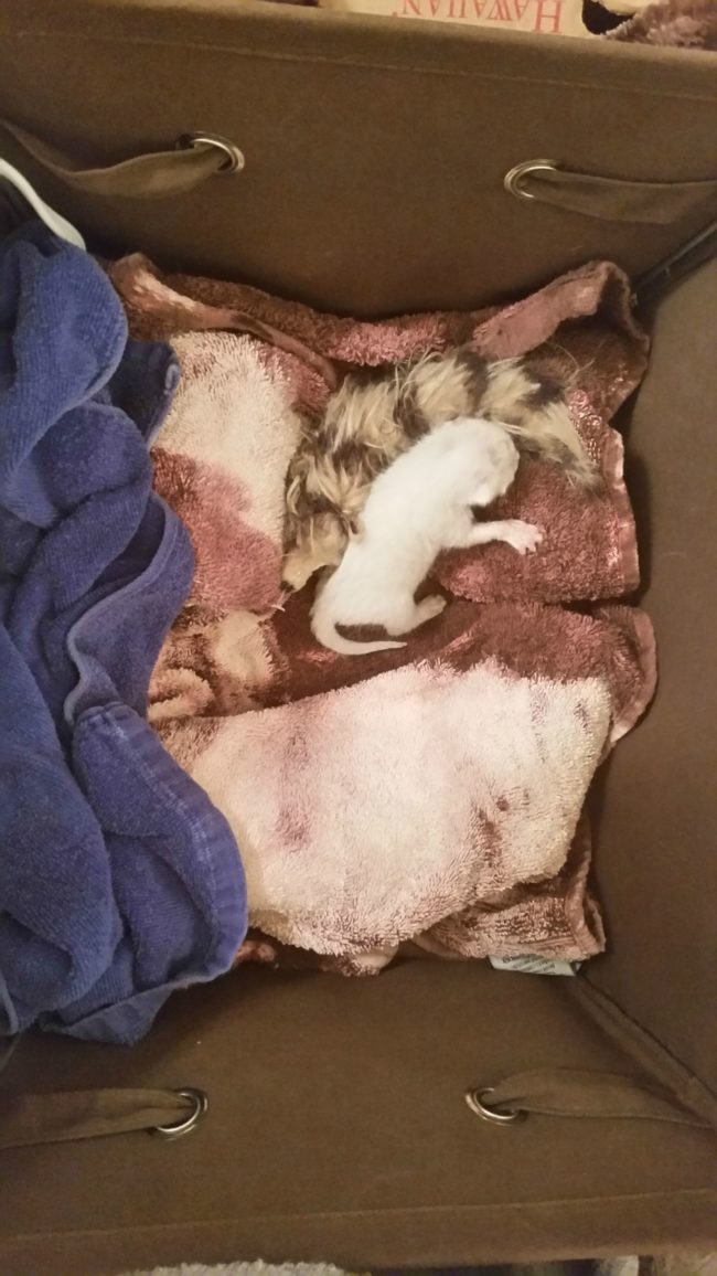 The kitten, who she named Ollie, had been totally abandoned at just one day old but was otherwise hydrated and healthy.