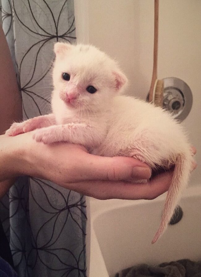 Ollie opened his eyes for the first time, still small enough to fit in the palms of her hands. Since Ollie had made it to two weeks old, vets said he was likely to survive and live a happy life.